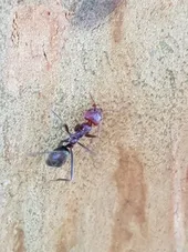 Iridomyrmex purpureus (Iridomyrmex purpureus) - Picture Insect