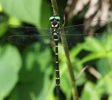 オニヤンマ（鬼蜻蜓） (Anotogaster sieboldii) - Picture Insect