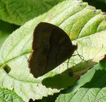 Long-brand bushbrown (Mycalesis visala) - Picture Insect