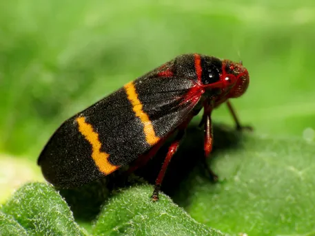 Two-lined spittlebug (Prosapia bicincta) - Picture Insect