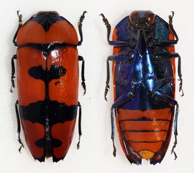 クロモンベニオウサマムカシタマムシ (Calodema plebeia) - Picture Insect クロモンベニオウサマムカシタマムシ (Calodema plebeia) - Picture Insect