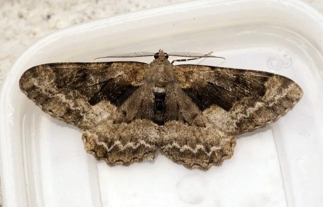 Alcis repandata