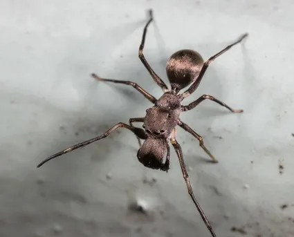 Black ant mimicking jumper (Toxeus magnus) - Picture Insect