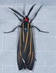 Ctenucha venosa