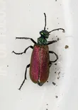 Nuttall's Blister Beetle