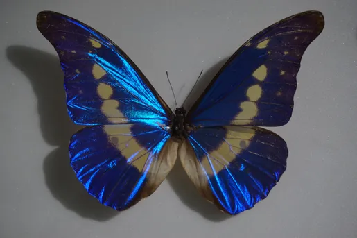 Morpho helena (Morpho helena) - Picture Insect