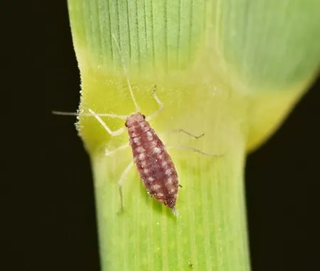 Mealy plum aphid