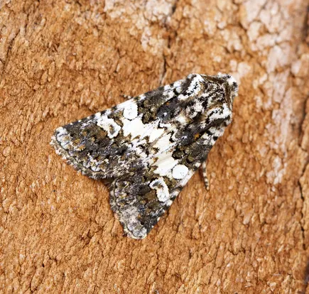 Varied coronet
