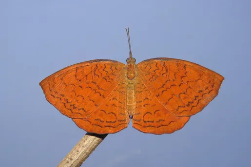 波蛺蝶(Ariadne ariadne) - Picture Insect