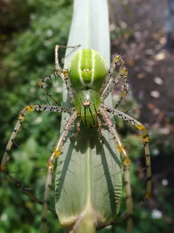 Peucetia formosensis (Peucetia formosensis) - Picture Insect