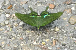 ルリモンアゲハ (Papilio paris) - Picture Insect