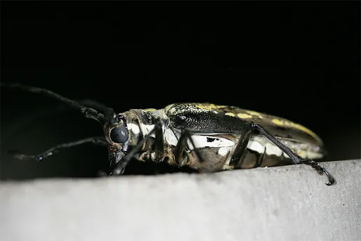 シロスジカミキリ (Batocera lineolata) - Picture Insect