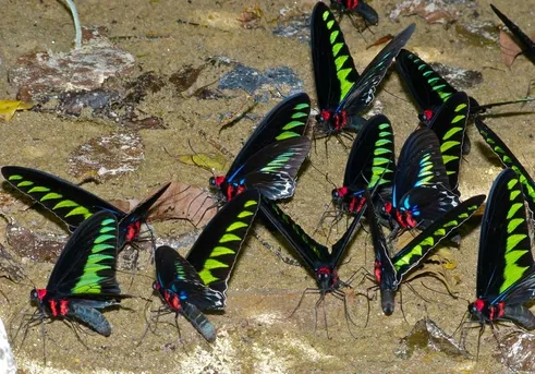 アカエリトリバネアゲハ (Trogonoptera brookiana) - Picture Insect アカエリトリバネアゲハ (Trogonoptera brookiana) - Picture Insect