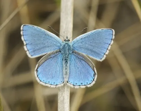 Adonis blue