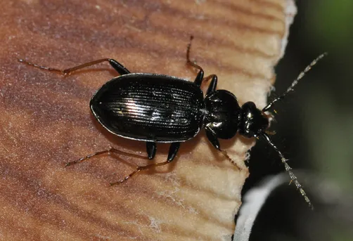 ツノヒゲゴミムシ (Loricera pilicornis) - Picture Insect