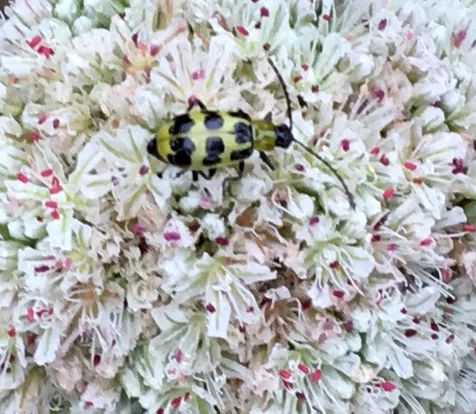 Western Spotted Cucumber Beetle