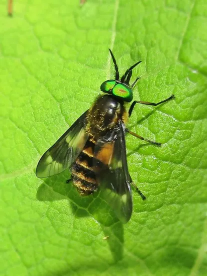 Twin-lobed deerfly