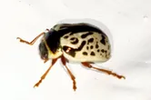 Calligrapha multipunctata