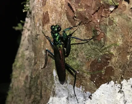 ケンランカマキリ (Metallyticus splendidus) - Picture Insect