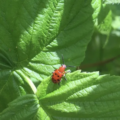 Criocère à douze points