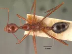 Aphaenogaster swammerdami clara