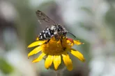 California cuckoo bee