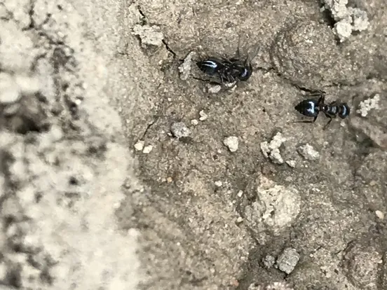 Crematogaster coarctata