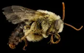 Tooth-bellied long-horned bee