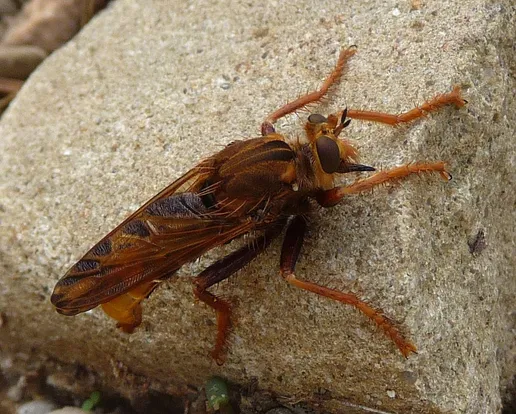 Hornet robberfly