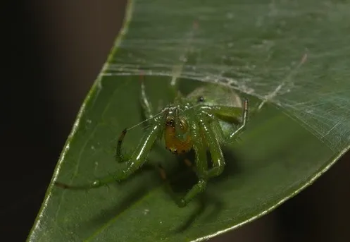 ビジョオニグモ (Araneus mitificus) - Picture Insect