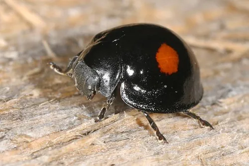 Coccinelle stigma Chilocorus stigma Picture Insect