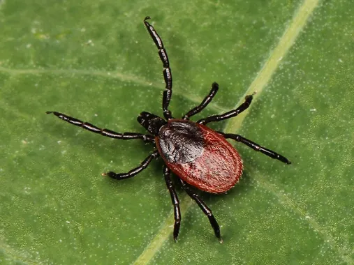 Western Blacklegged Tick