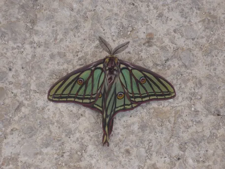 イザベラミズアオ (Graellsia isabellae) - Picture Insect イザベラミズアオ (Graellsia isabellae) - Picture Insect
