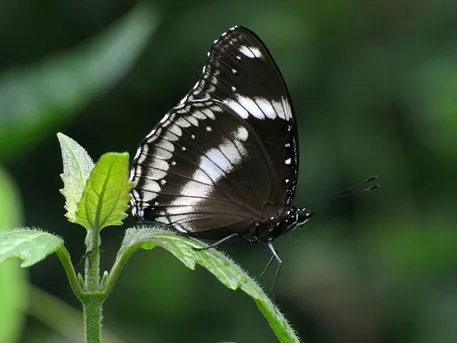 リュウキュウムラサキ（1メス、フィジー島産） リュウキュウムラサキ Hypolimnas bolina