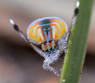 Flying peacock spider
