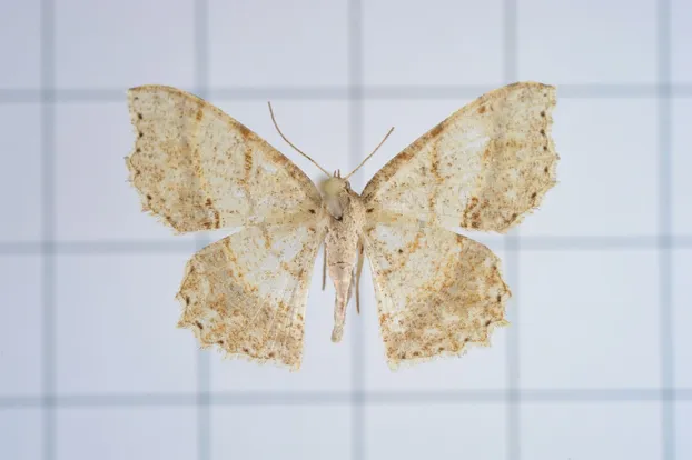 Calletaera basipuncta