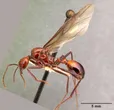 Aphaenogaster swammerdami