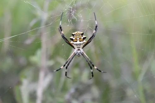 Araña tigre (Argiope argentata) - Picture Insect