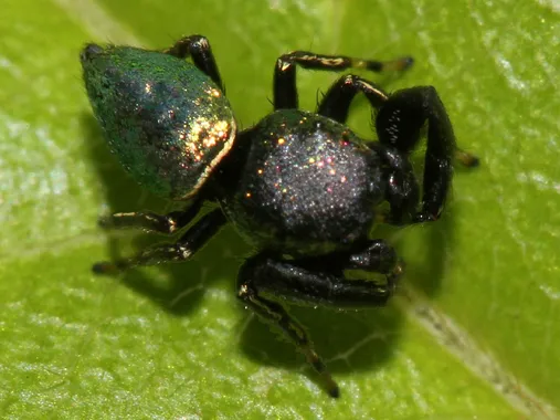 Common leaf-beetle jumping spider