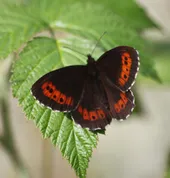 クモマベニヒカゲ（雲間紅日陰） (Erebia ligea) - Picture Insect