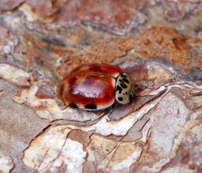 Coccinelle quatre points Harmonia quadripunctata Picture Insect