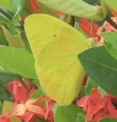 ベニモンオオキチョウ (Phoebis philea) - Picture Insect