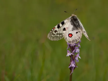 ミヤマウスバシロチョウ (Parnassius phoebus) - Picture Insect