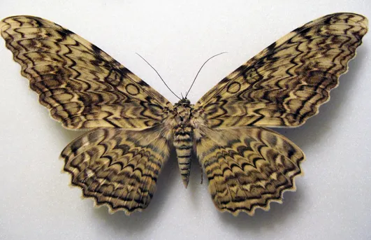 ナンベイオオヤガ (Thysania agrippina) - Picture Insect ナンベイオオヤガ (Thysania agrippina) - Picture Insect