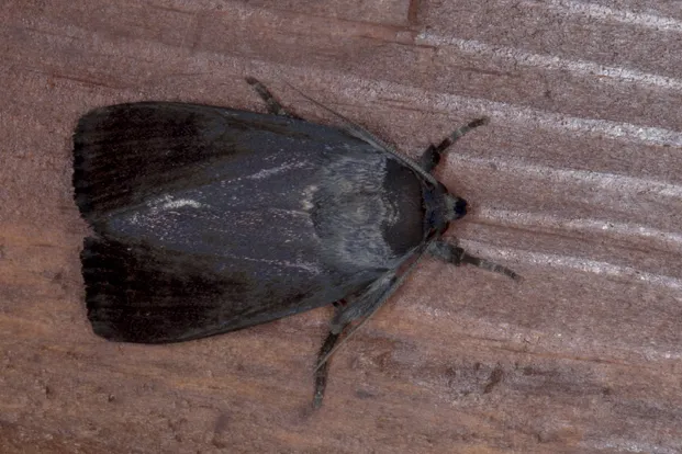 Amphipyra livida