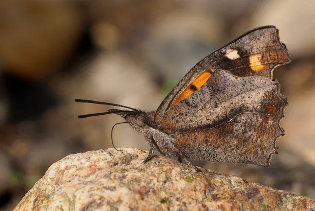 Nettle-tree butterfly