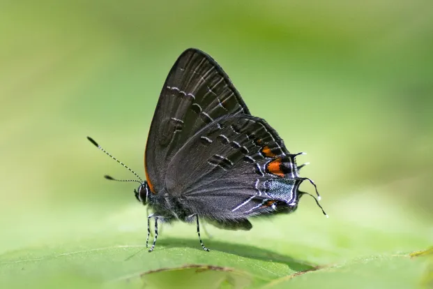 Banded hairstreak