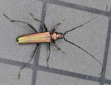 ジャコウカミキリ（麝香天牛） (Aromia moschata) - Picture Insect