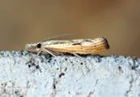 Agriphila inquinatella