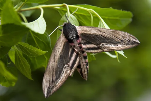 Ligusterschwrmer (Sphinx ligustri) - Picture Insect